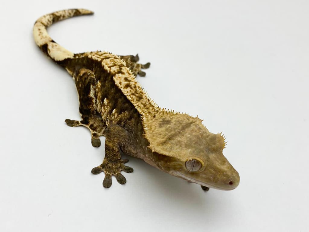 Female Tri Colour Crested Gecko 37g CB