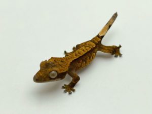 Harlequin Crested Gecko (Nipped tail) CB22