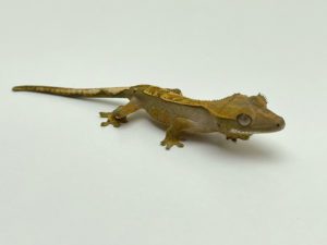 Harlequin Crested Gecko CB22