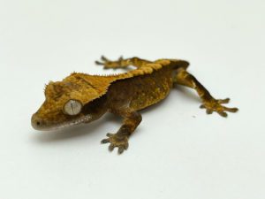Harlequin Crested Gecko (dropped tail) CB22