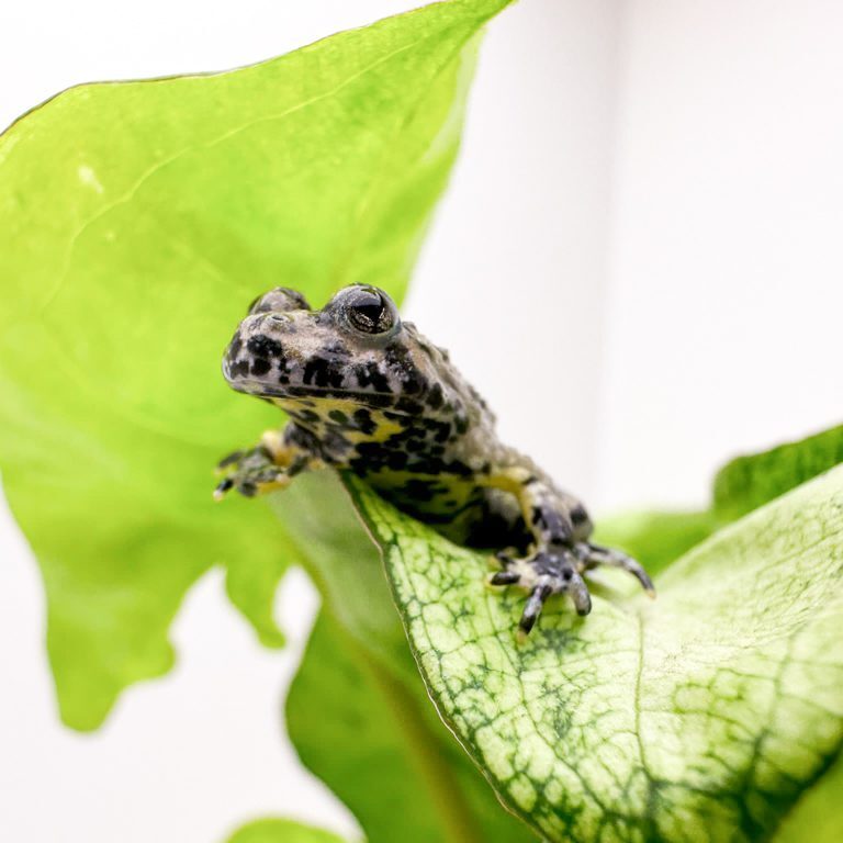 Yellow Bellied Toad 3cm