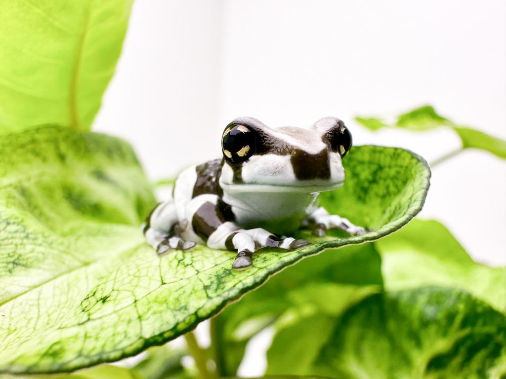 Milk Frog 2-3cm - Blackpool Reptiles & Aquatics