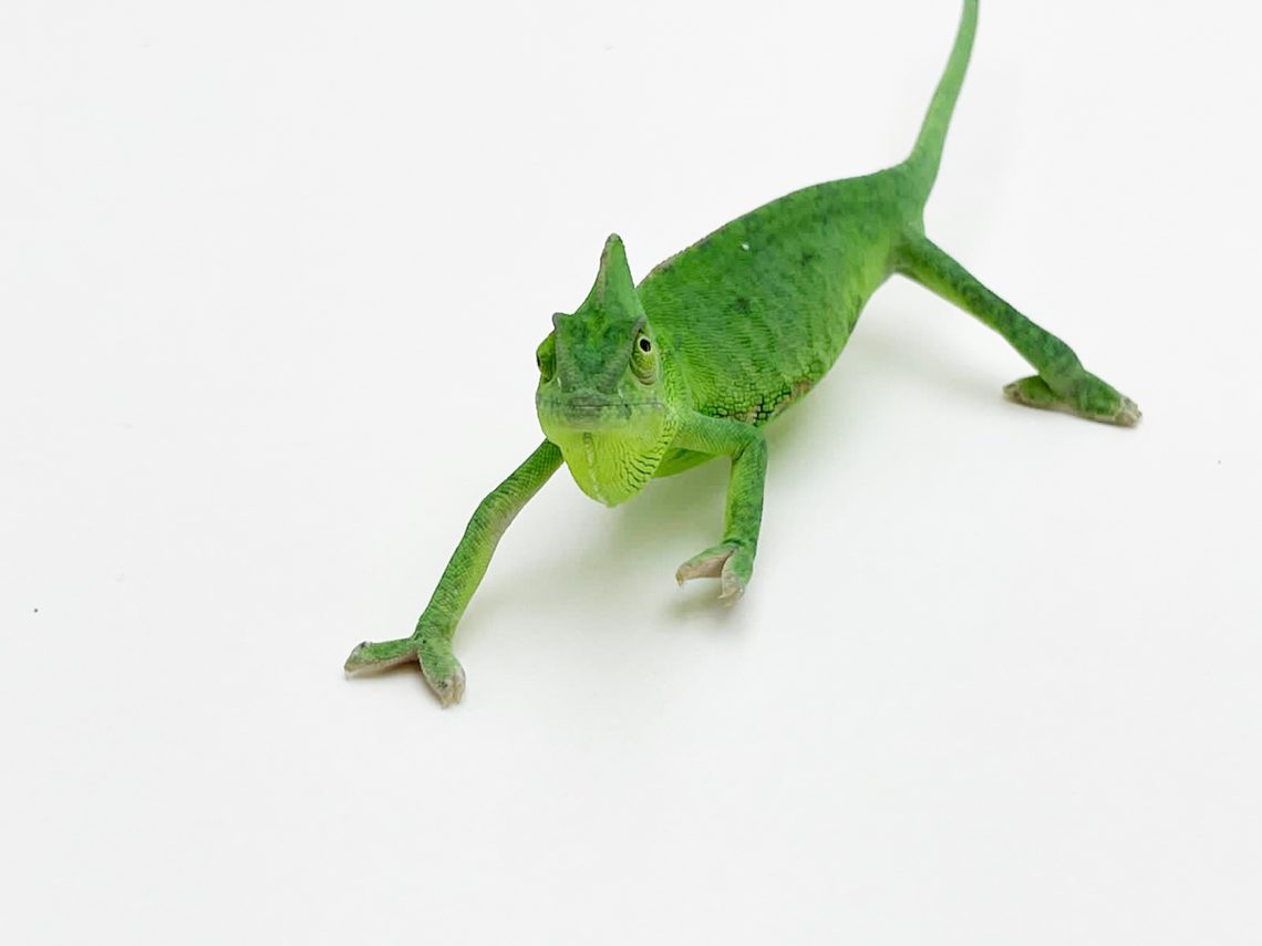 Veiled chameleon, facts and photos