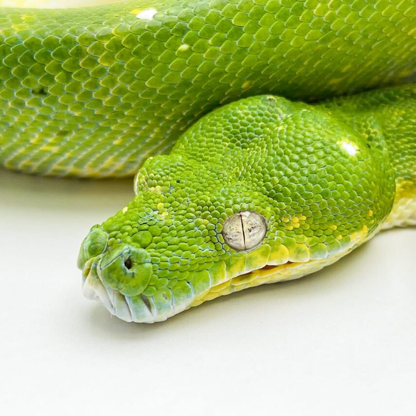 Female Aru x Biak Green Tree Python Proven Breeder CB16