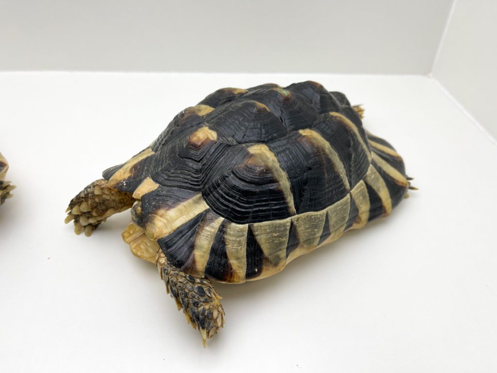 Female Marginated Tortoise CB15