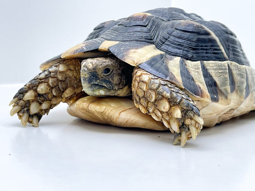 Female Marginated Tortoise CB15