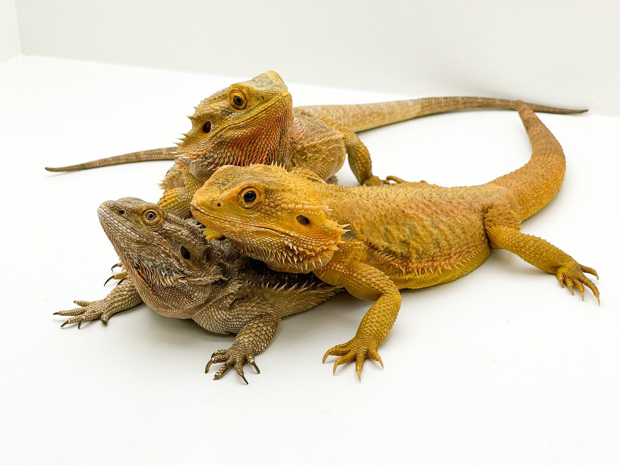 Wholesale Lot (10) Bearded Dragons *Mixed Morphs*