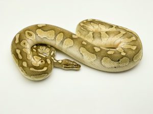 Male Pastel Lesser 1600g Royal Python CB
