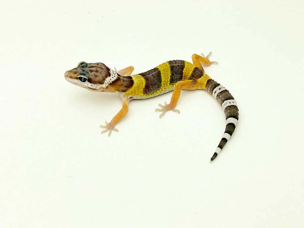 Super Hypo Leopard Gecko CB23