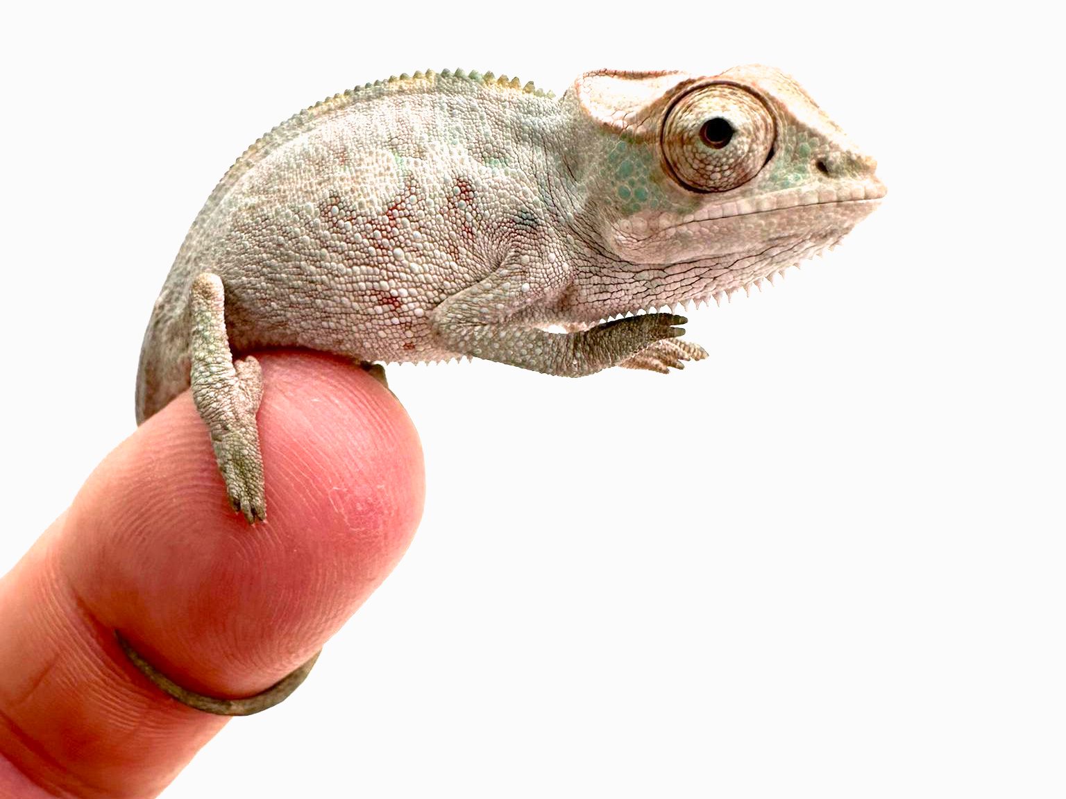 Male Ambilobe Panther Chameleon CB24