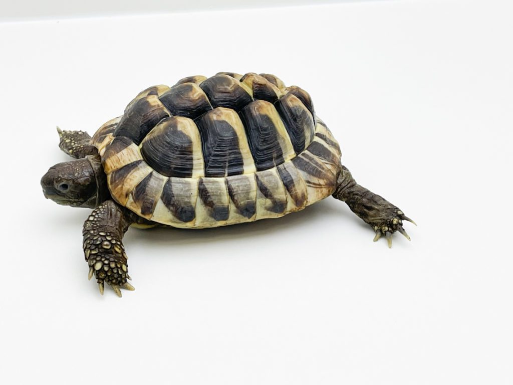 Male Hermann's Tortoise CB19