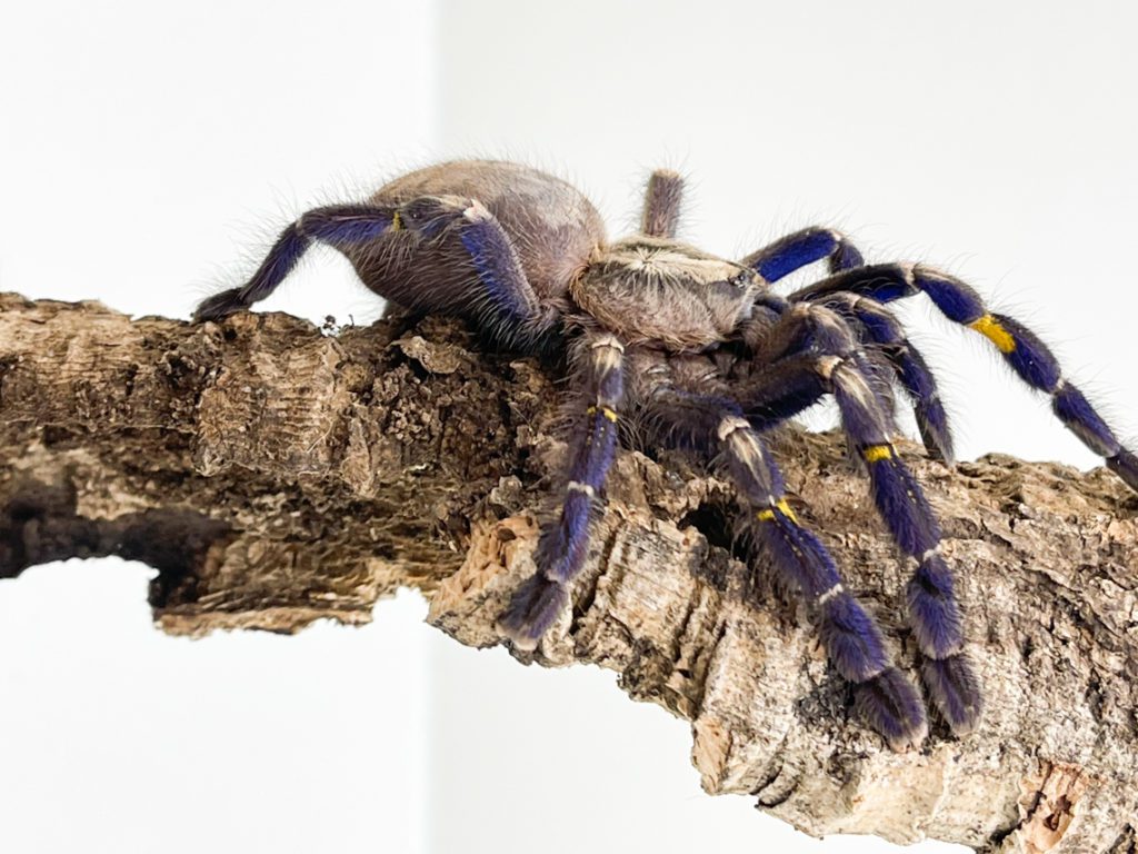 Female Gooty Ornamental Tarantula 10-12cm