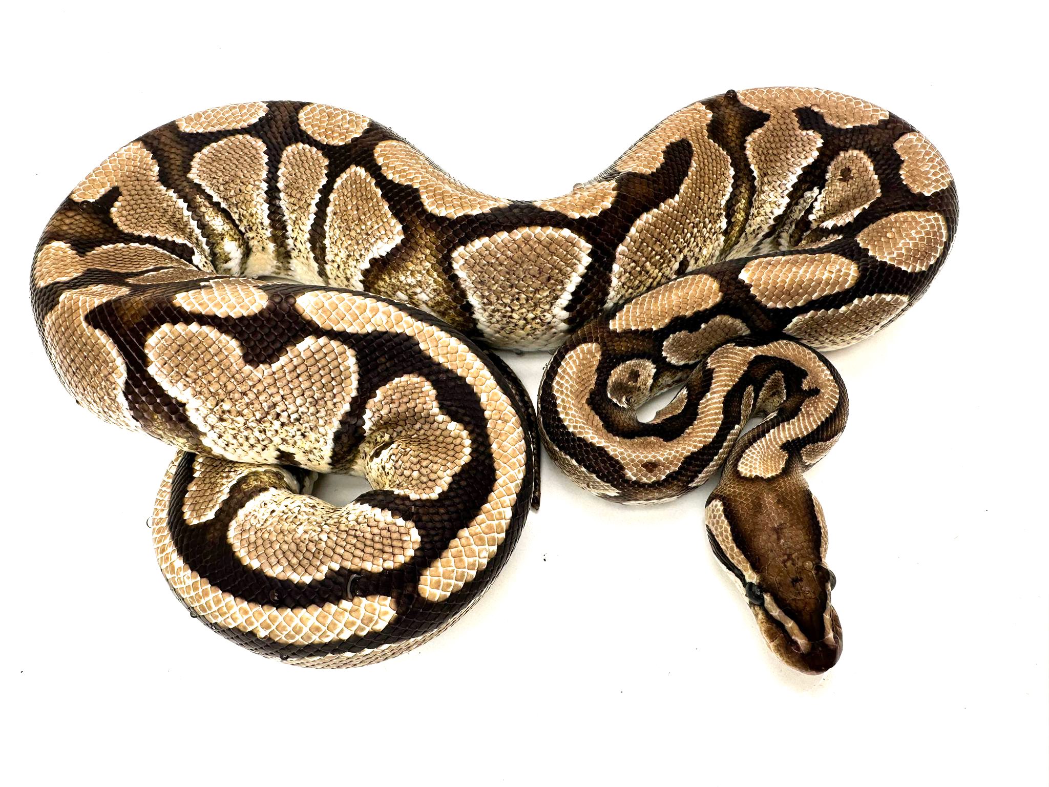 Female Fire Royal Python 750g CB20