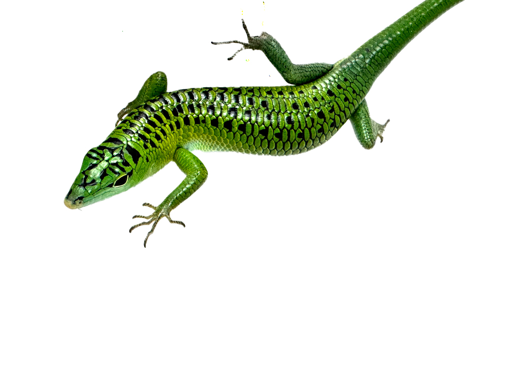 Other Lizards for sale - Blackpool Reptiles & Aquatics