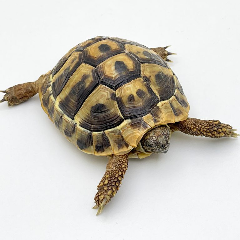 Hermann's Tortoise CB19