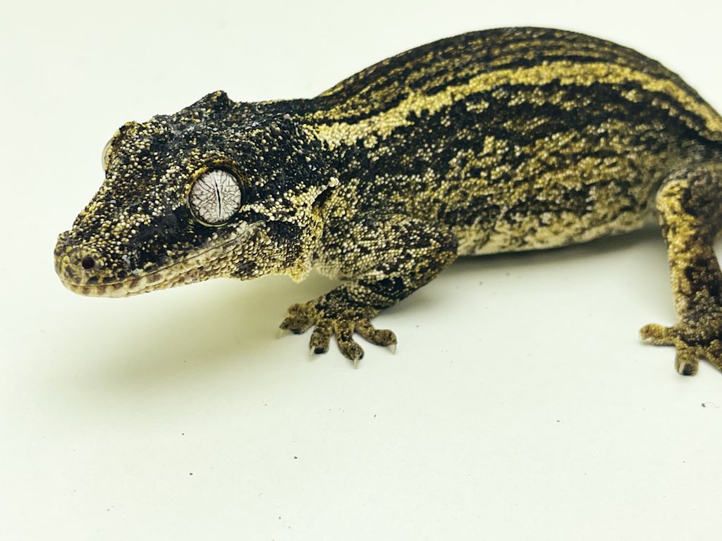 Female Black & White Superstripe Gargoyle Gecko- CB Breeder