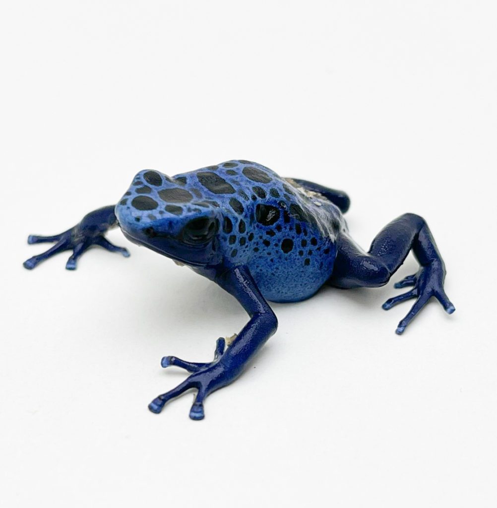 Dyeing Poison Dart Frog D. Tinctorius azureus