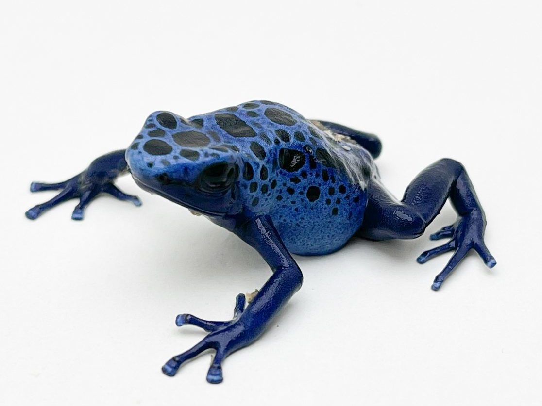 Dyeing Poison Dart Frog D. Tinctorius azureus