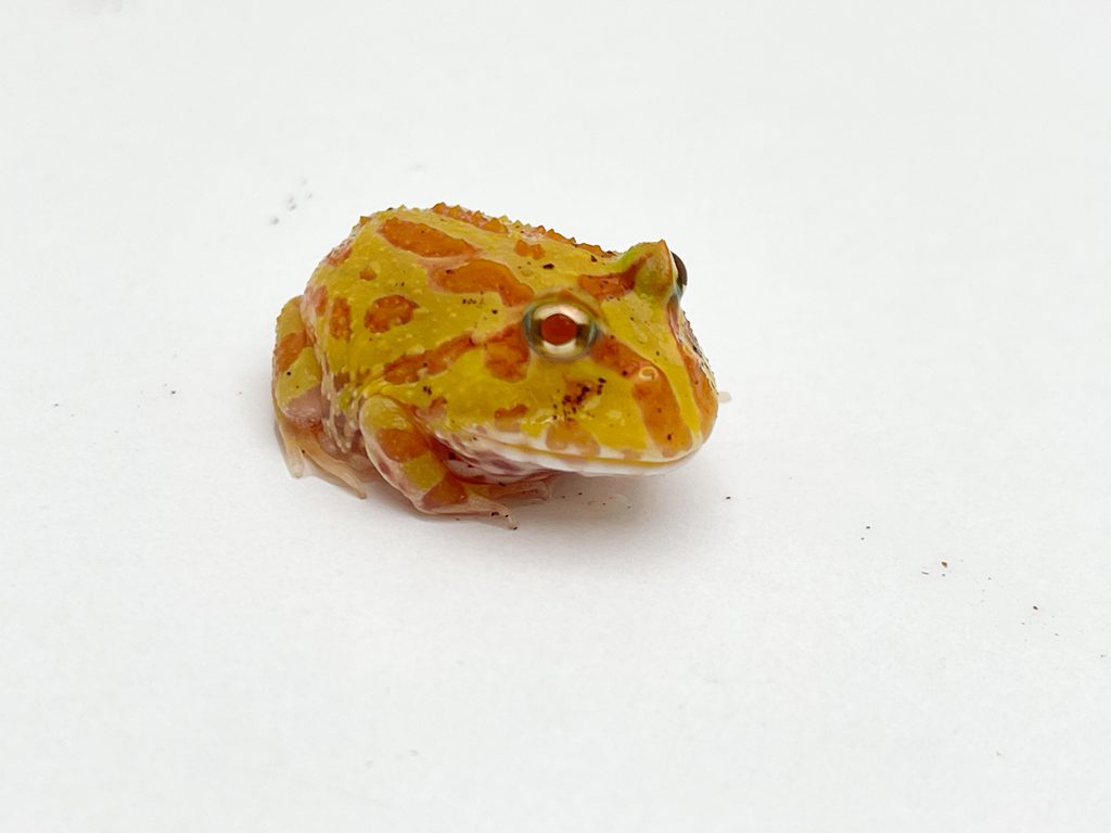 Sunkissed Horned Frog CB22