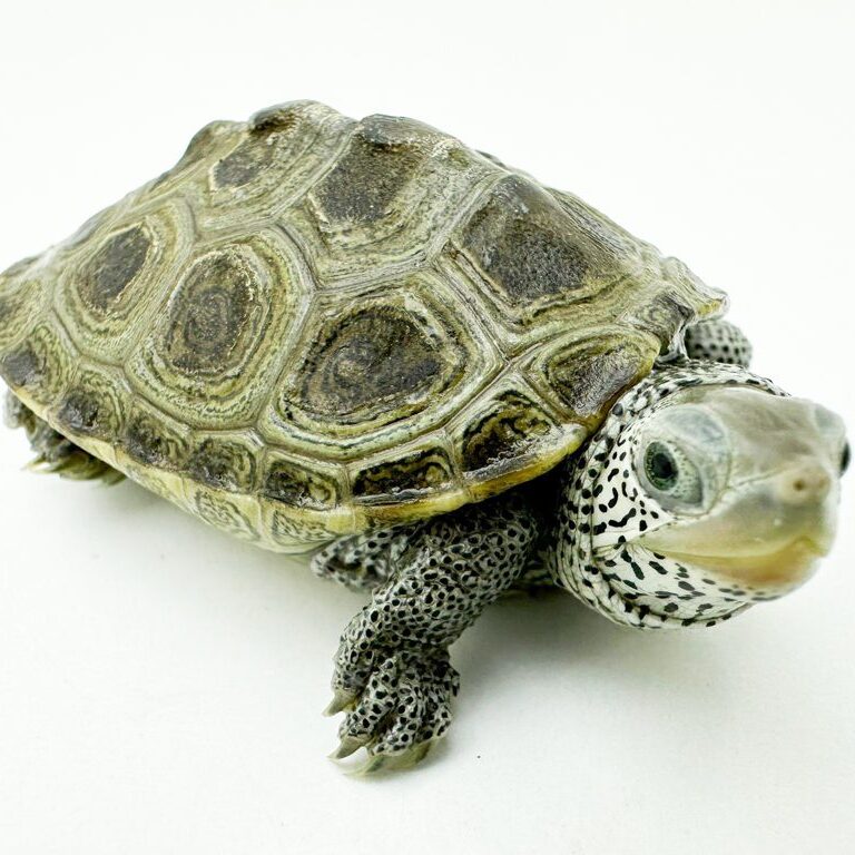 Diamondback Turtle 5-6cm CB