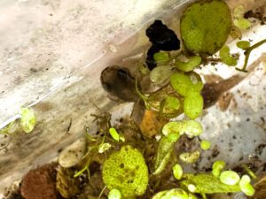 Santa Isabel Dart Frog Breeding Projects- Tadpoles