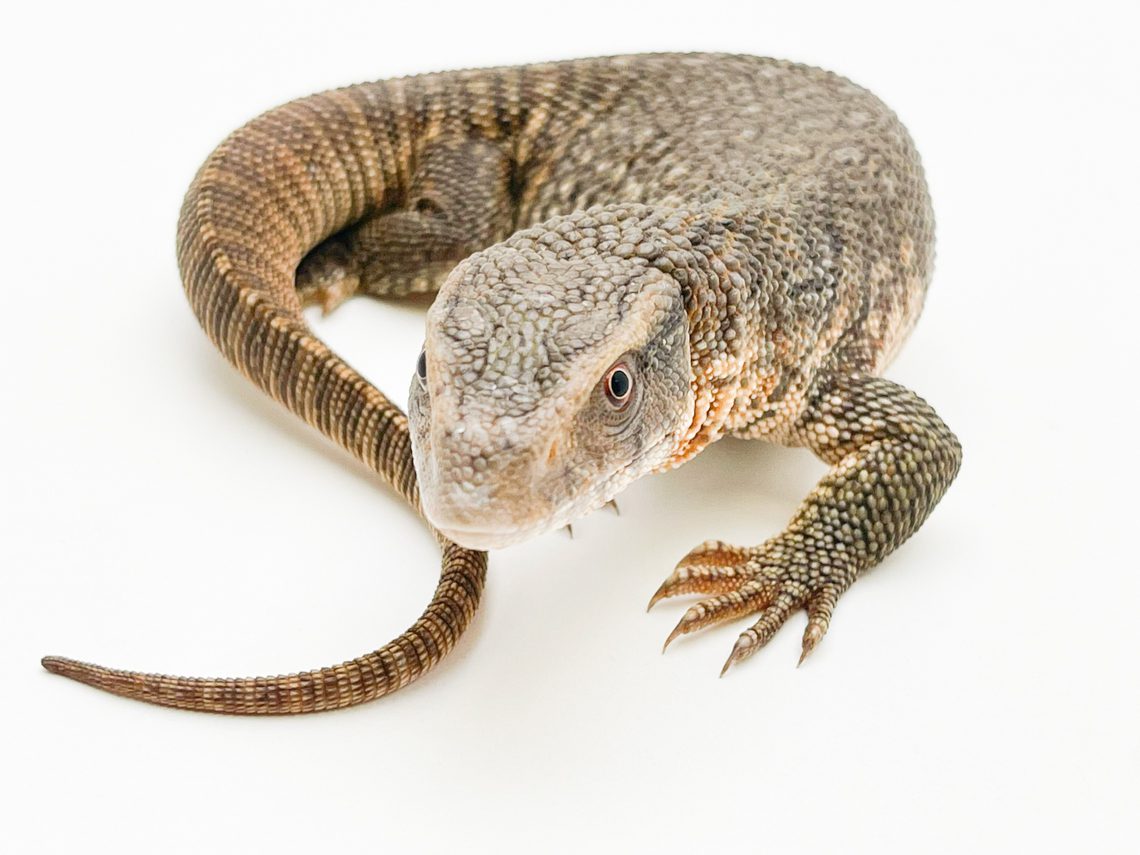 Bosc Monitor WC