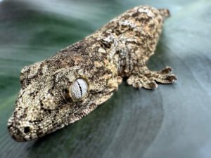 Moro Leachianus Gecko 11g CB23