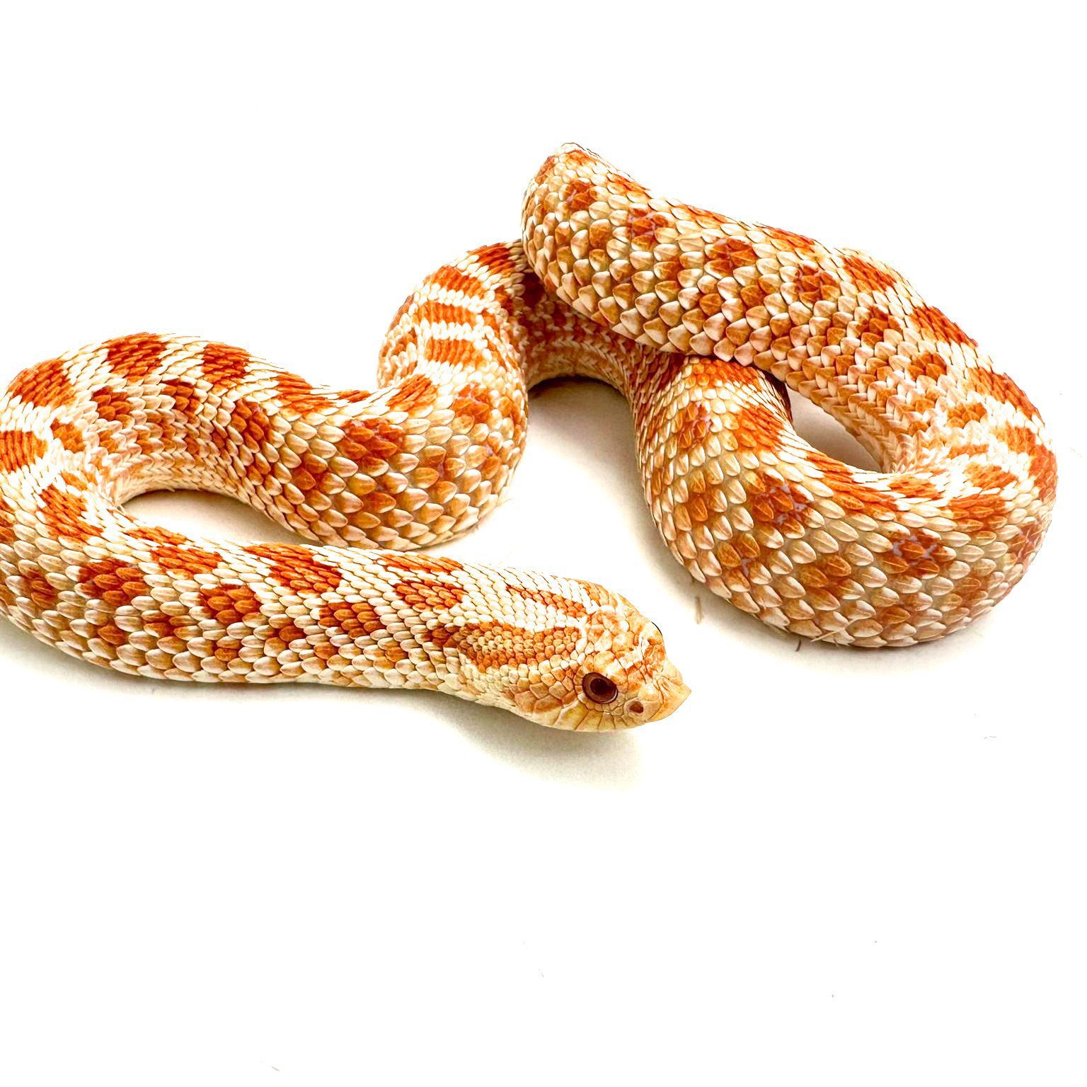 Female Toffee Glow Western Hognose CB22