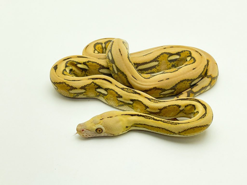Python Skin Reticulated Matte Black