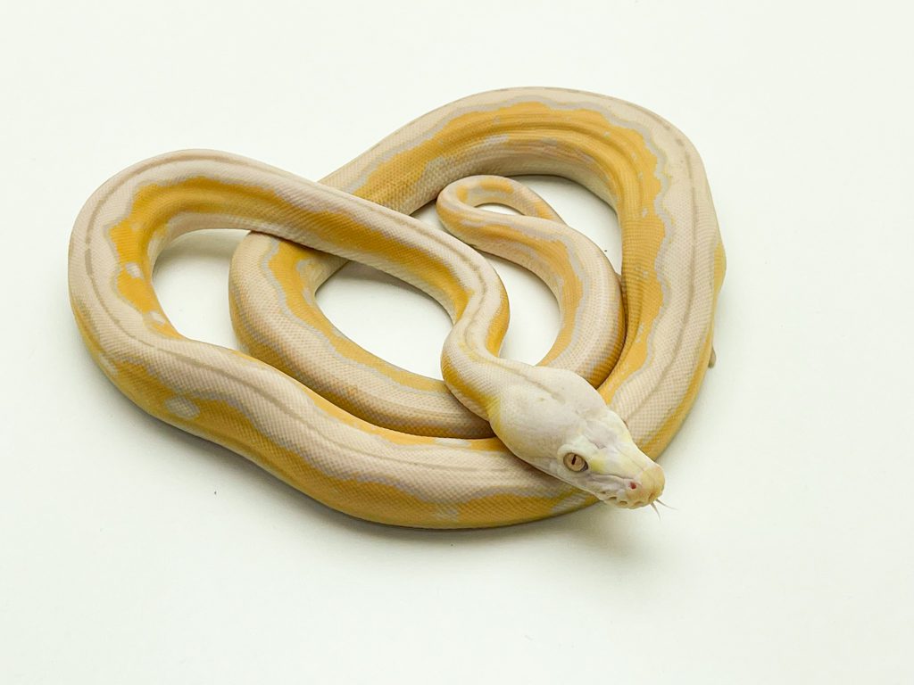 reticulated python full grown