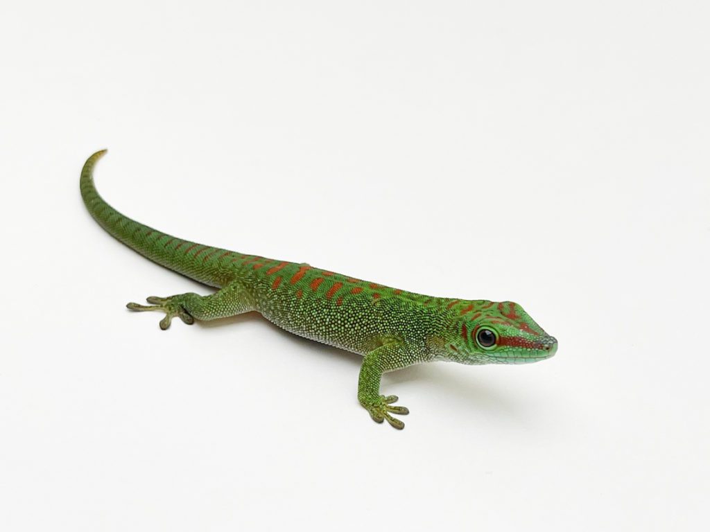 Male Madagascan Giant Day Gecko CB Sub Adult