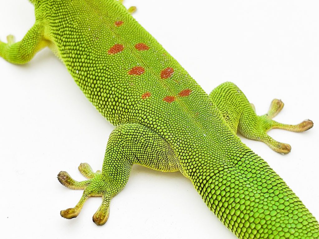 Female Madagascan Giant Day Gecko CB Sub Adult