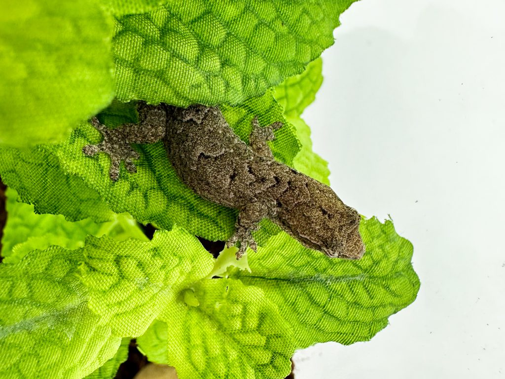 Mourning Gecko