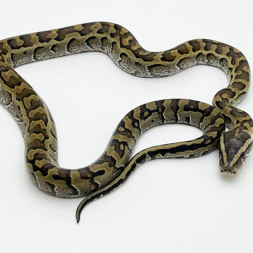 Female African Rock Python CB21