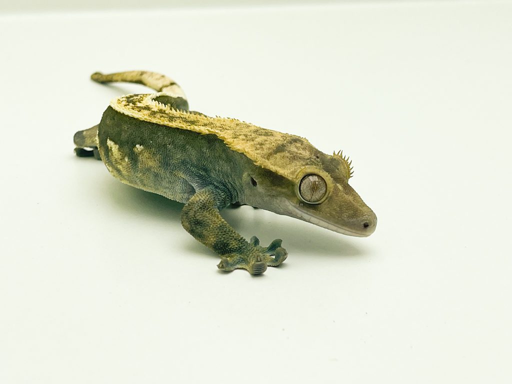 Female Pinstripe Harlequin Crested Gecko Proven Breeder 40g