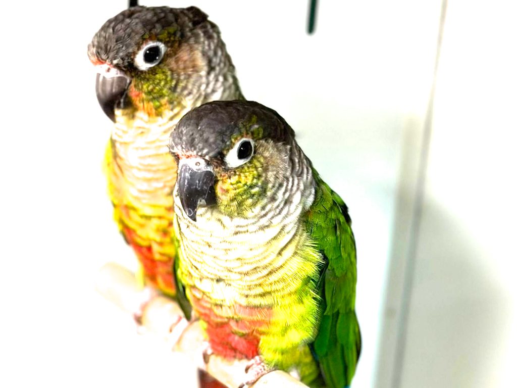 Yellow Sided Green Cheek Conure CB23