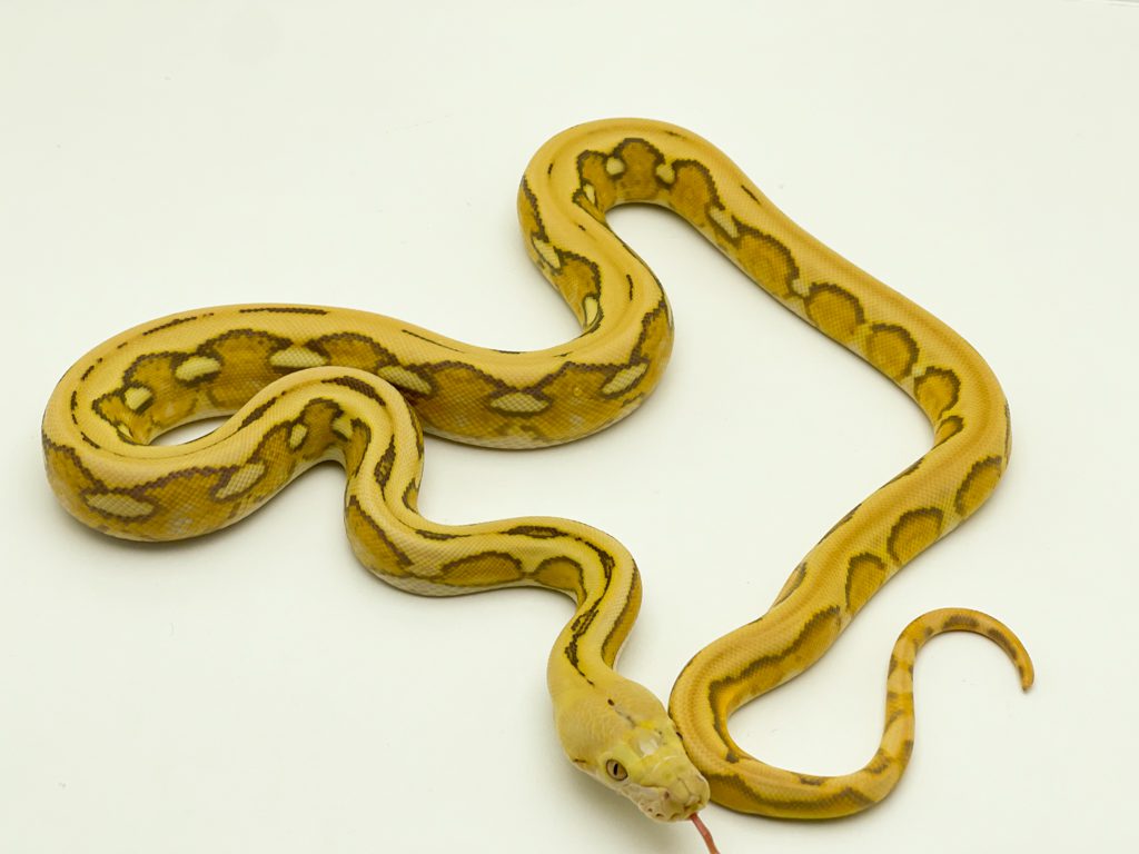 Male Mochino Suntiger poss het Genetic Stripe Dwarf Reticulated Python CB22