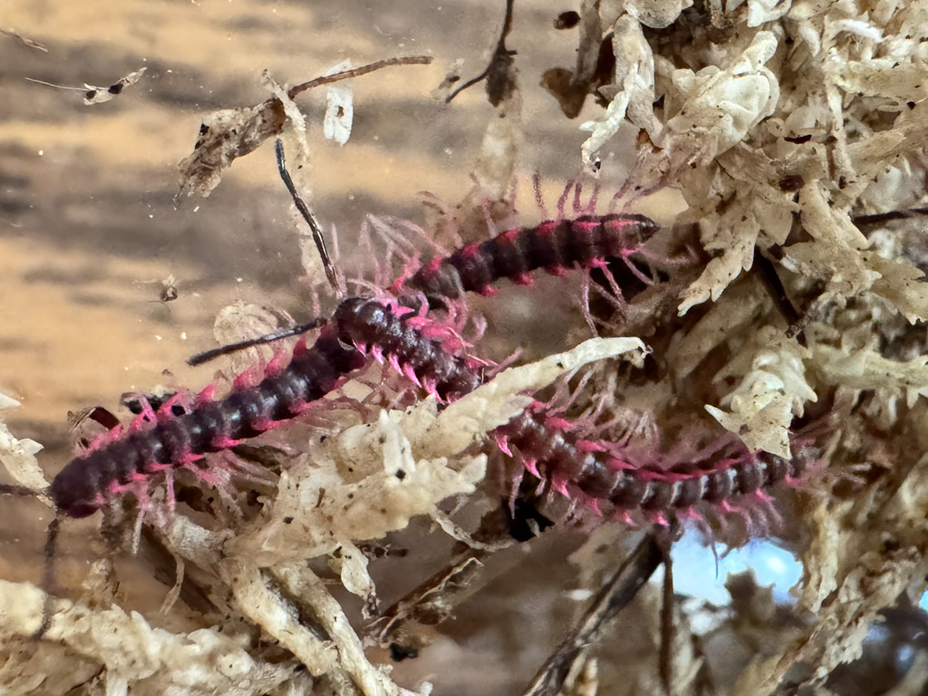 Pink Dragon Millipede -