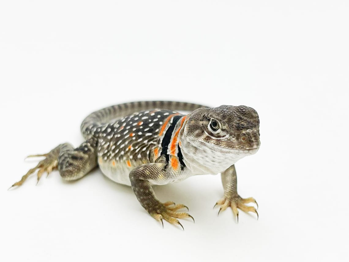 Collared Lizard - Blackpool Reptiles & Aquatics