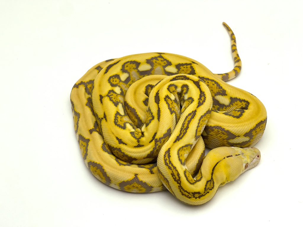 Dwarf Tiger Reticulated Python