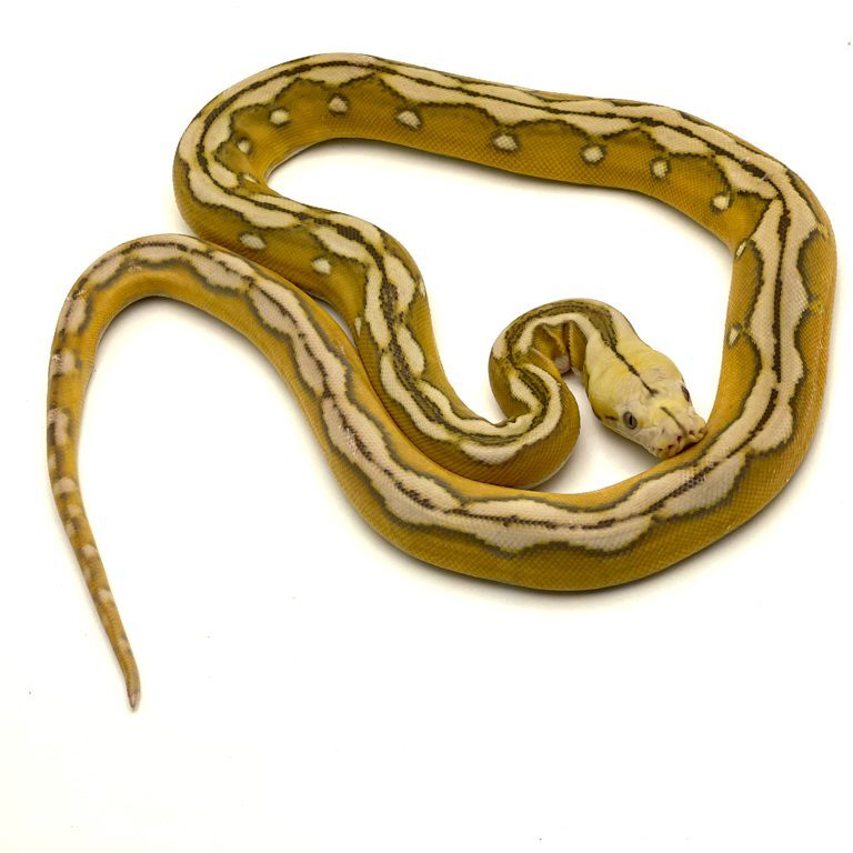 Female Mochino Suntiger poss het Genetic Stripe Dwarf Reticulated Python CB22