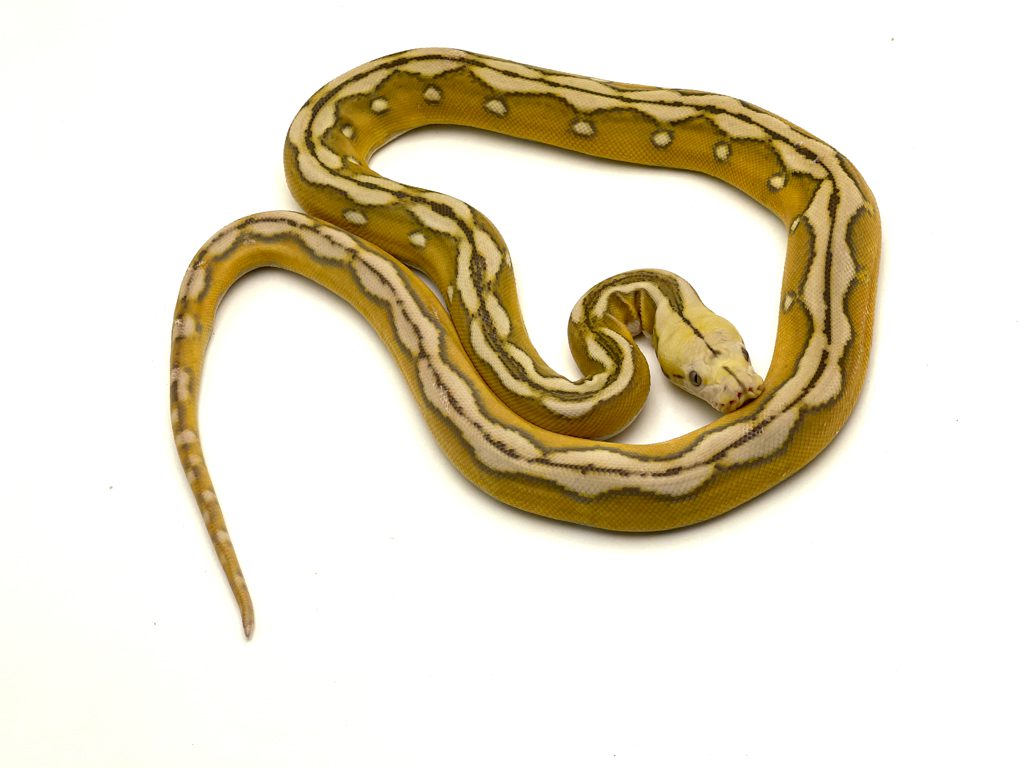 Female Mochino Suntiger poss het Genetic Stripe Dwarf Reticulated Python CB22