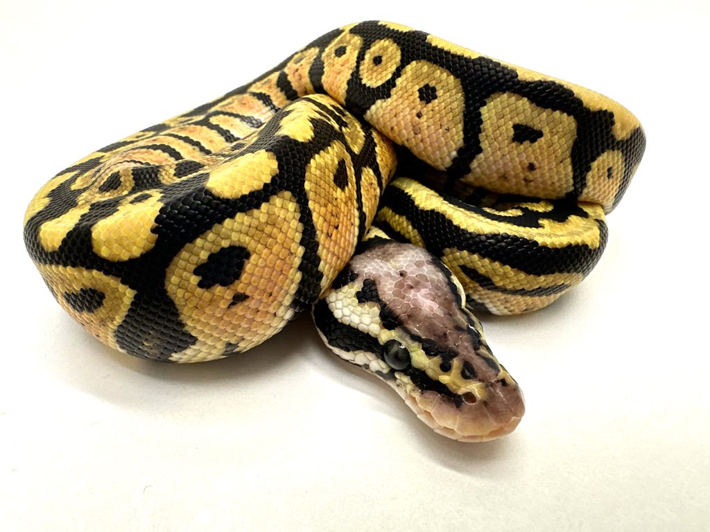 https://blackpoolreptiles.co.uk/assets/Photo-10-11-2023-13-30-00-4.jpg