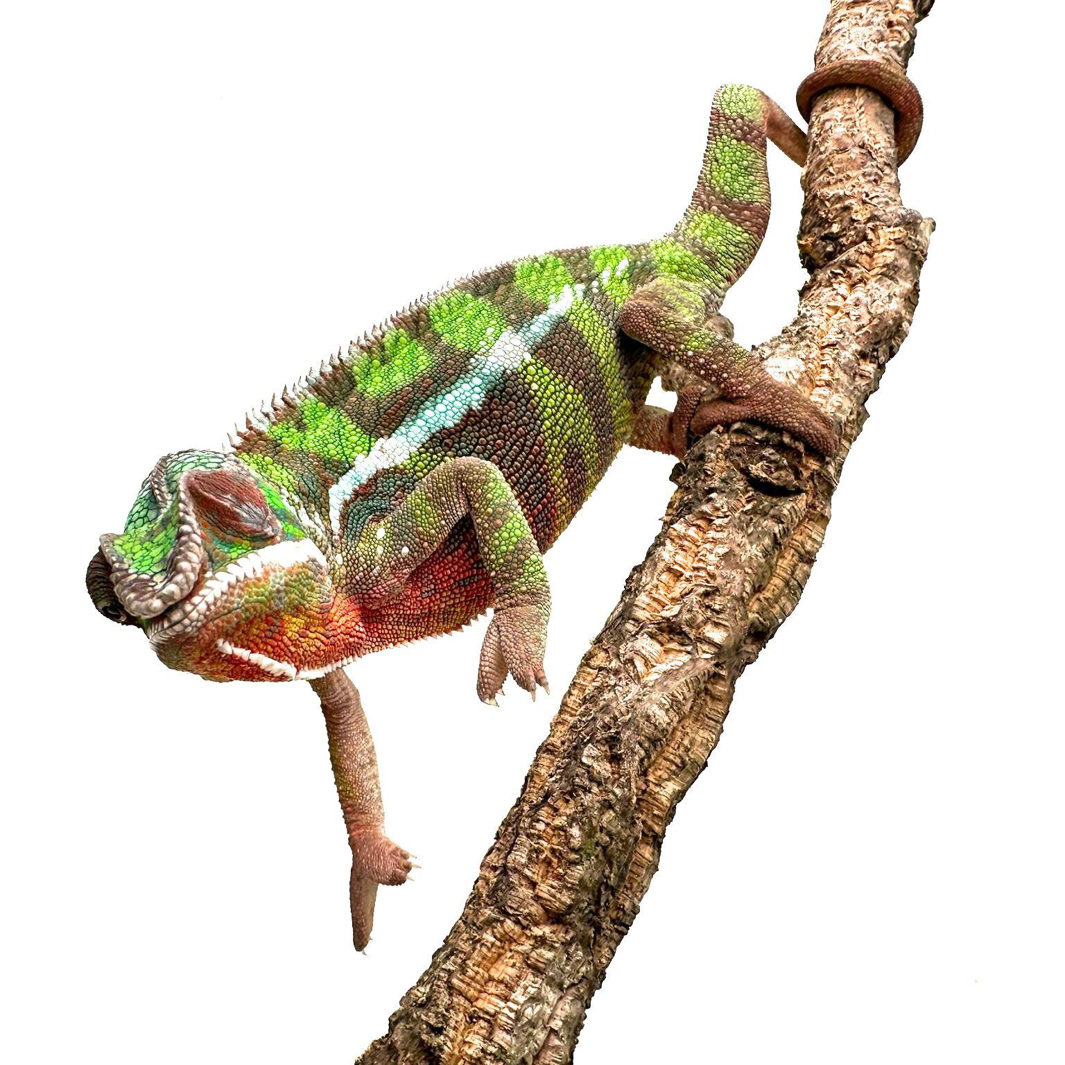 Male Sambava Panther Chameleon CB23