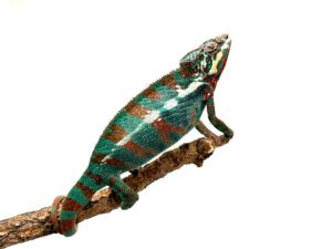 Male Panther Chameleon WC