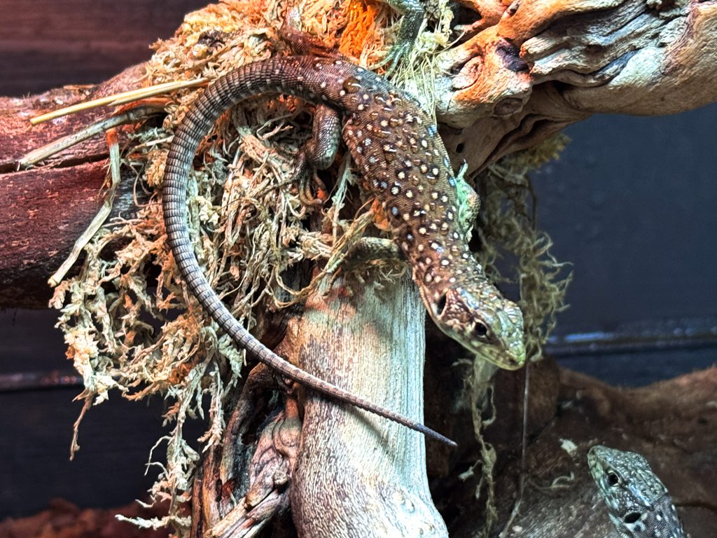 Jewelled Lizard on branch in vivarium