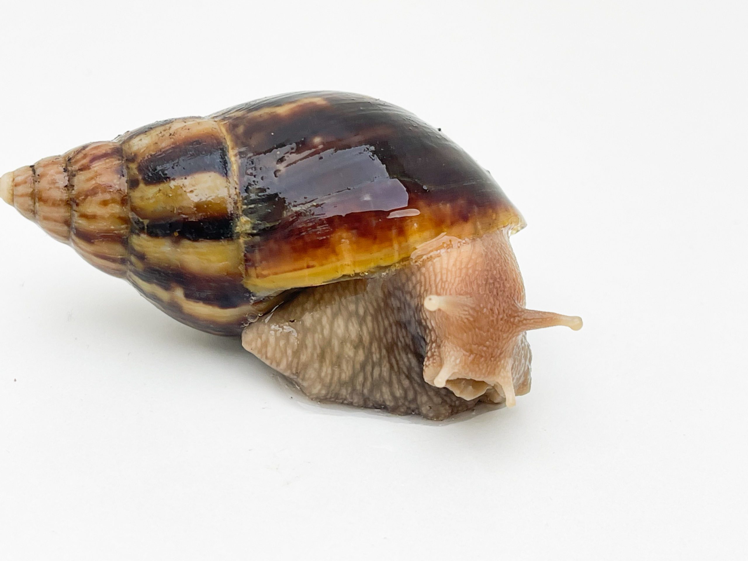 Giant African Land Snail 7-8cm *OFFER AVAILABLE*