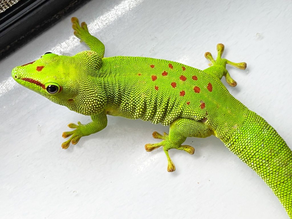 Female Madagascan Giant Day Gecko CB Adult
