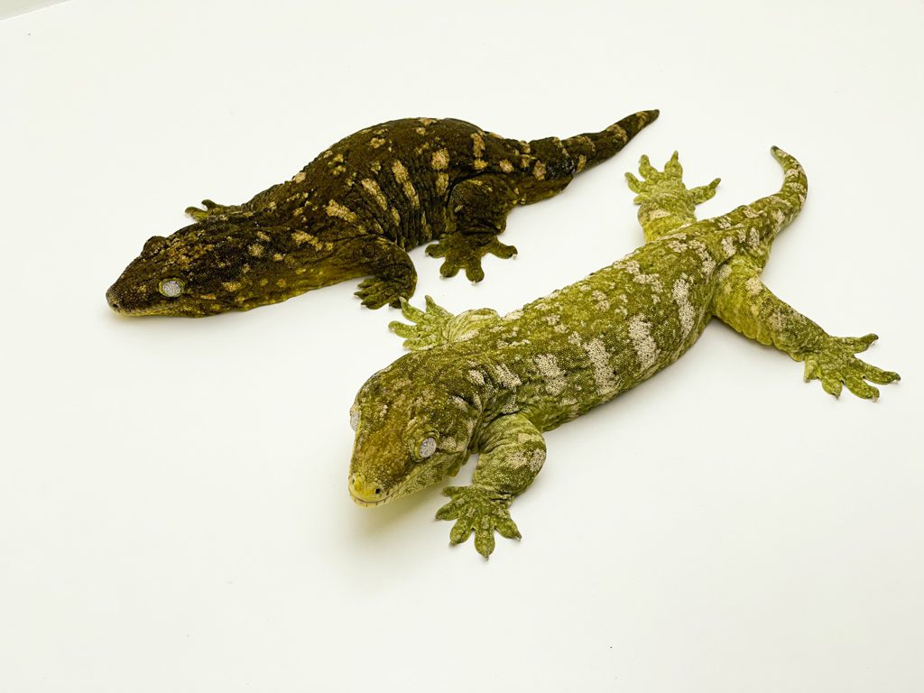 Mt Koghis Leachianus Gecko Proven Breeding Pair CB14/15