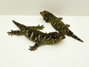 Mt Koghis x Nuu Ami Leachianus Gecko Proven Breeding Pair CB16/CB17